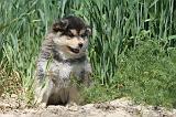 CHIEN FINNOIS DE LAPONIE 617